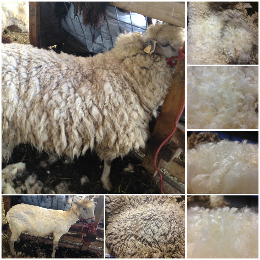 Leicester Longwool cross 37