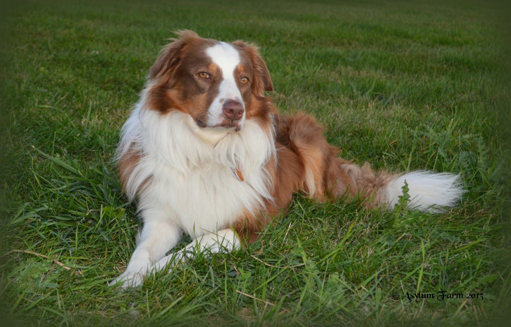 Goochland English Shepherds