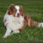 Goochland English Shepherds