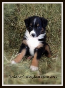 Goochland English Shepherds