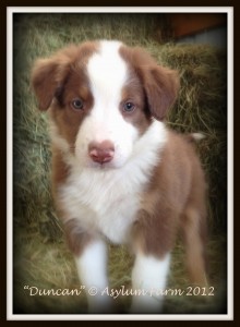 Goochland English Shepherds