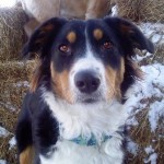 Goochland English Shepherds