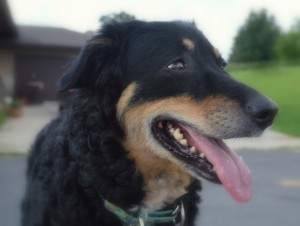 Goochland English Shepherds