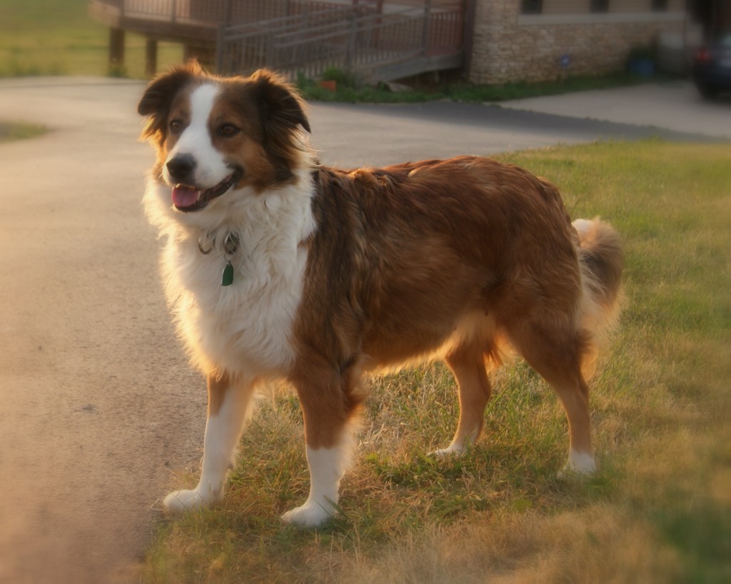 Goochland English Shepherds